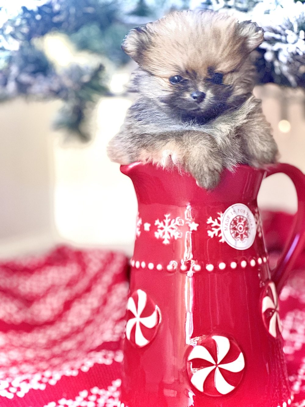 Chrissy, a Female Pomeranian puppy