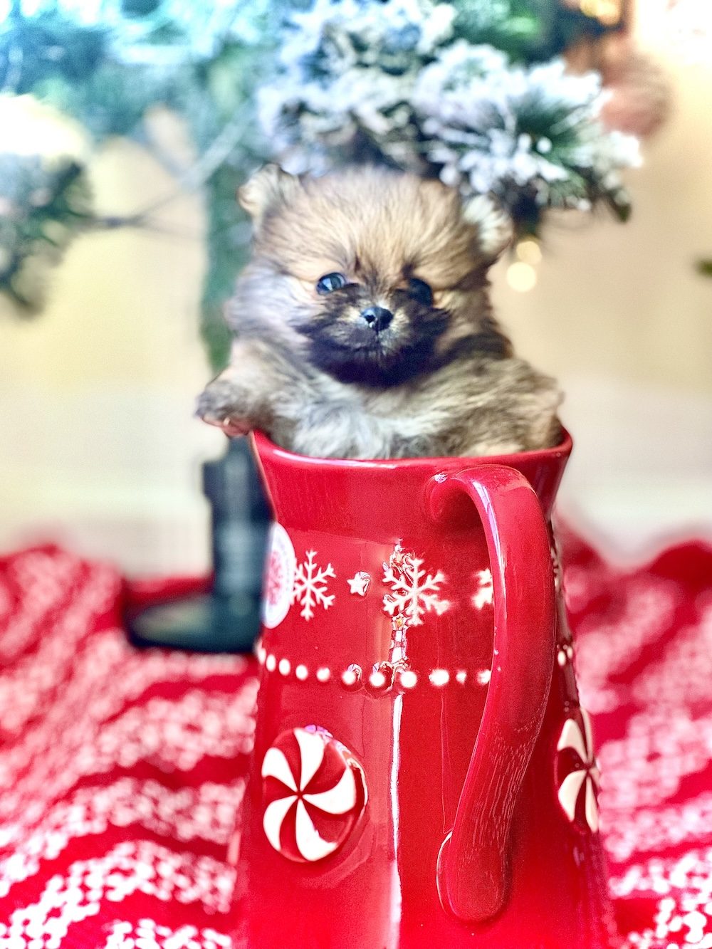 Chrissy, a Female Pomeranian puppy