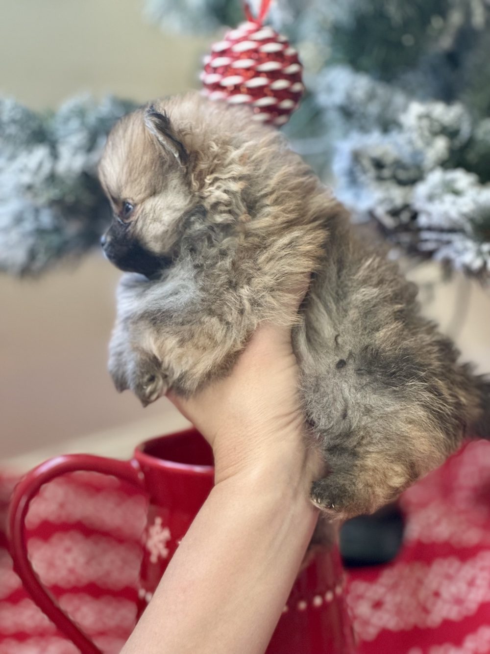 Bourlet Pomeranians Pomeranian photo