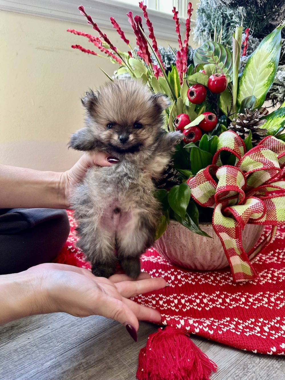 Huntley, a Male Pomeranian puppy