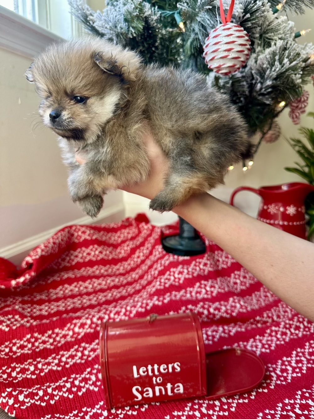 Lola, a Female Pomeranian puppy