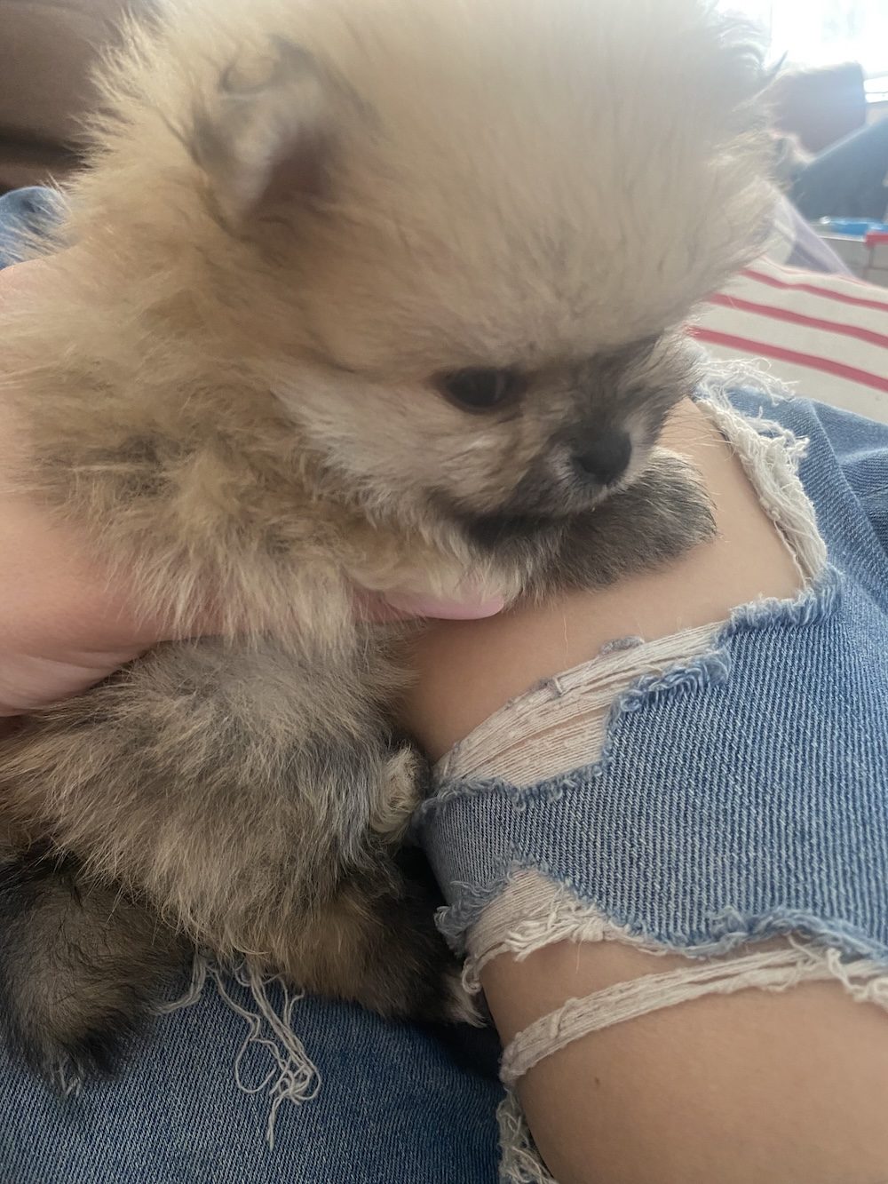 Bourlet Pomeranians Pomeranian photo
