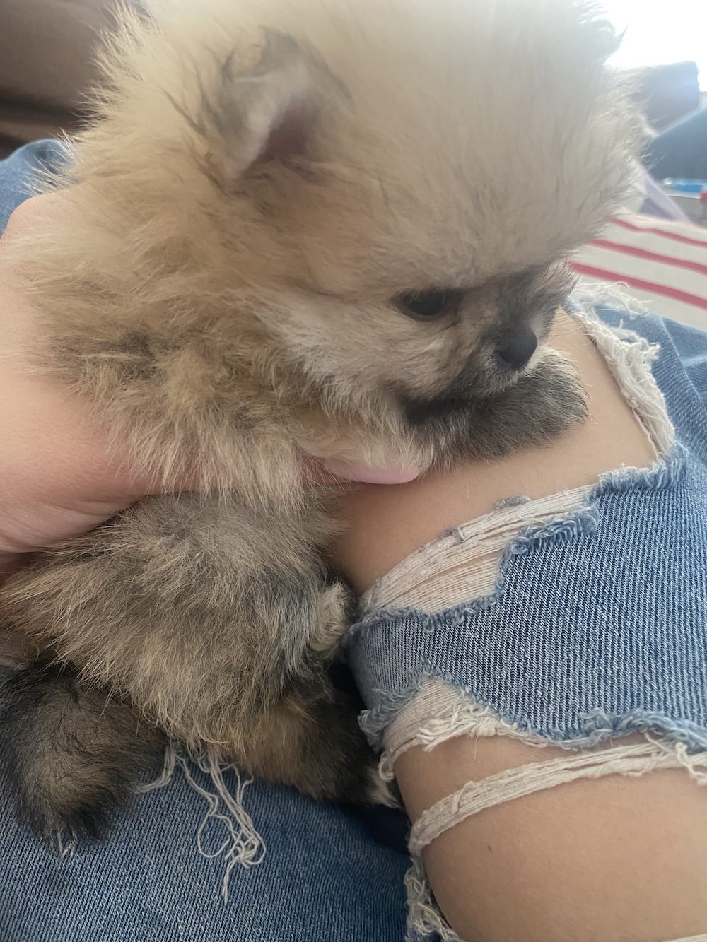 Poppy, a Female Pomeranian puppy