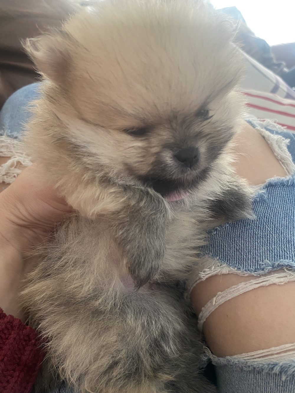 Poppy, a Female Pomeranian puppy