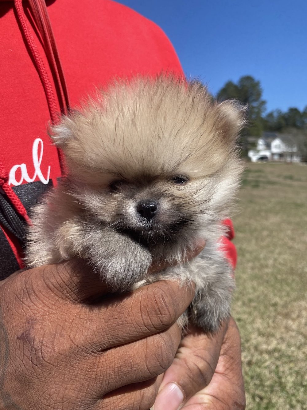 Bourlet Pomeranians Pomeranian photo