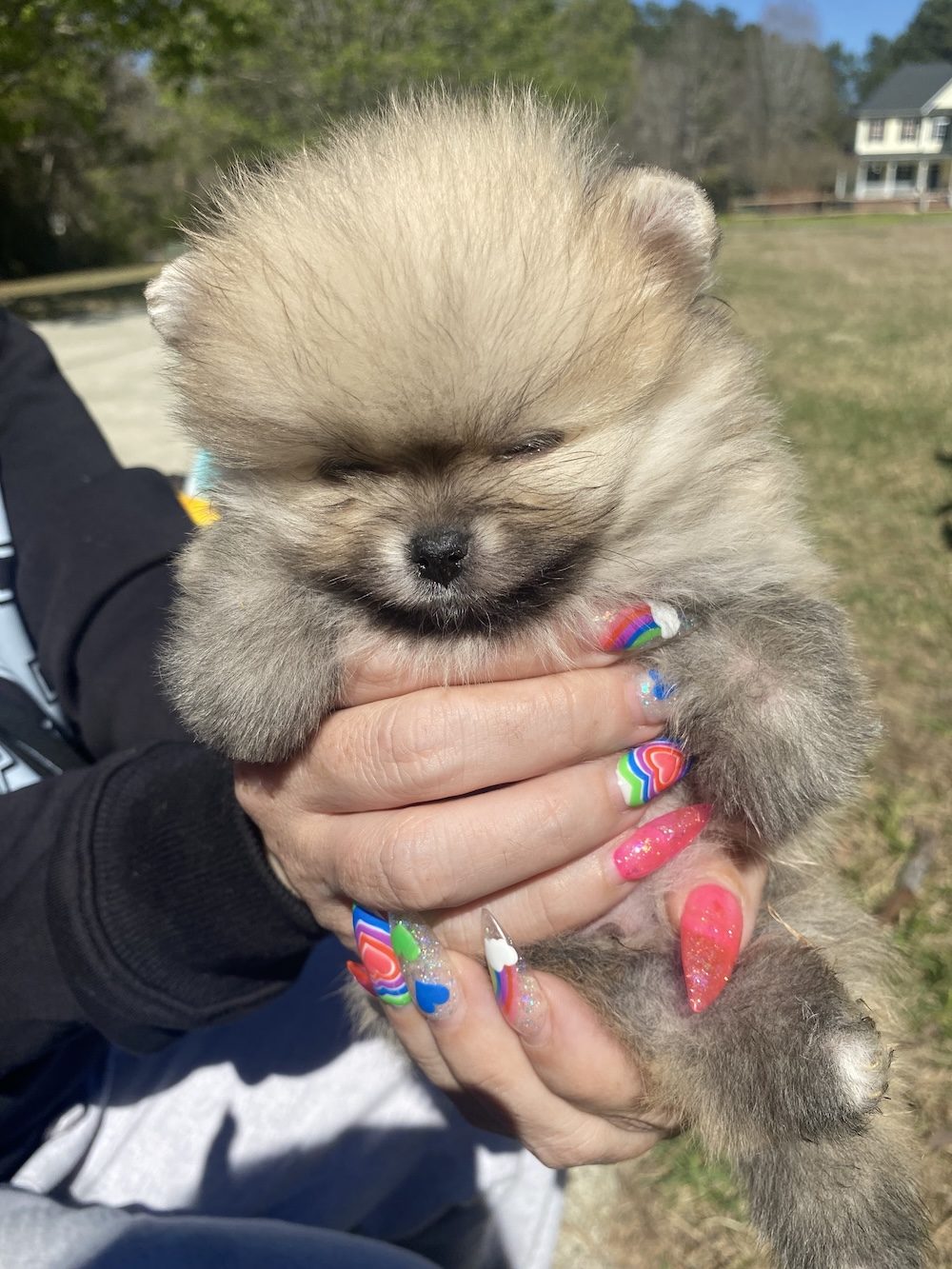 Bourlet Pomeranians Pomeranian photo