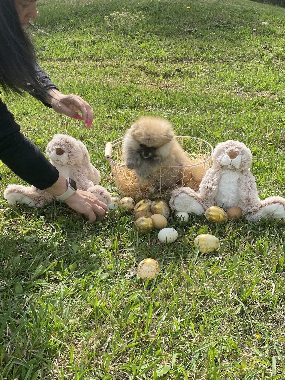 Bourlet Pomeranians Pomeranian photo