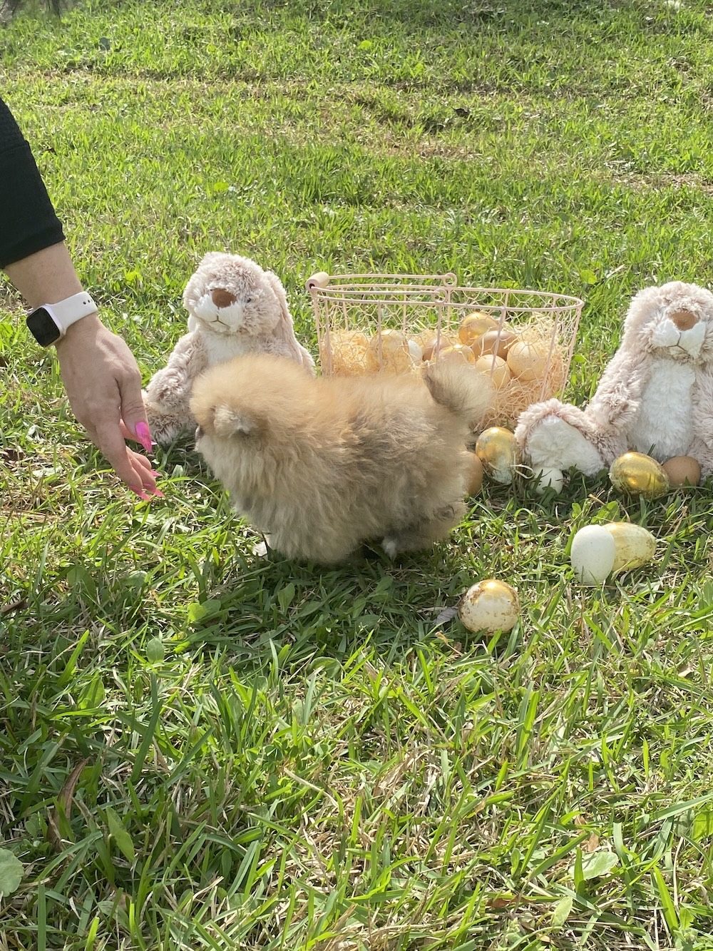 Bourlet Pomeranians Pomeranian photo