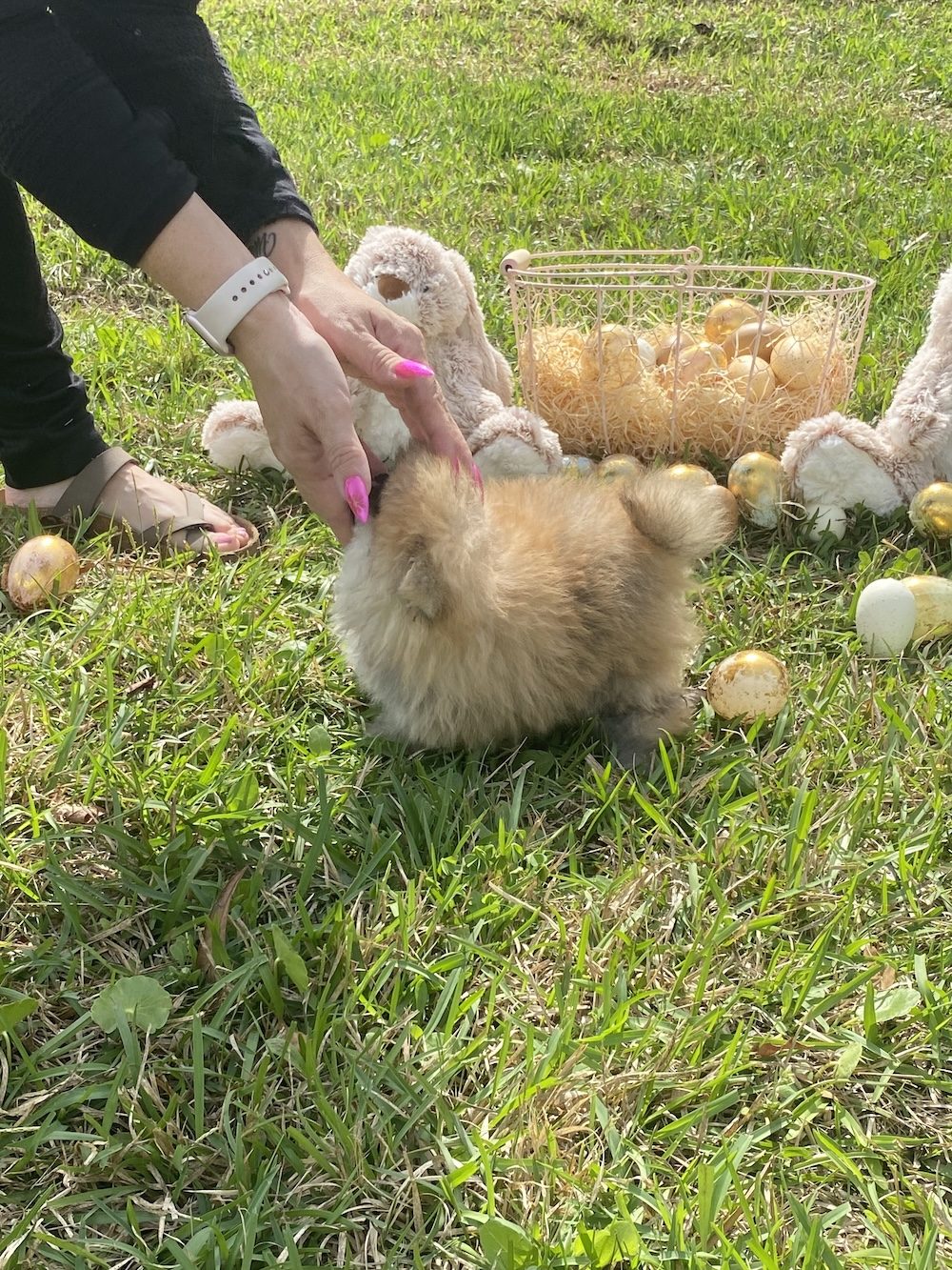 Bourlet Pomeranians Pomeranian photo