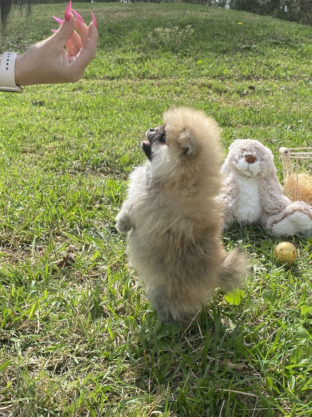Bourlet Pomeranians Pomeranian photo