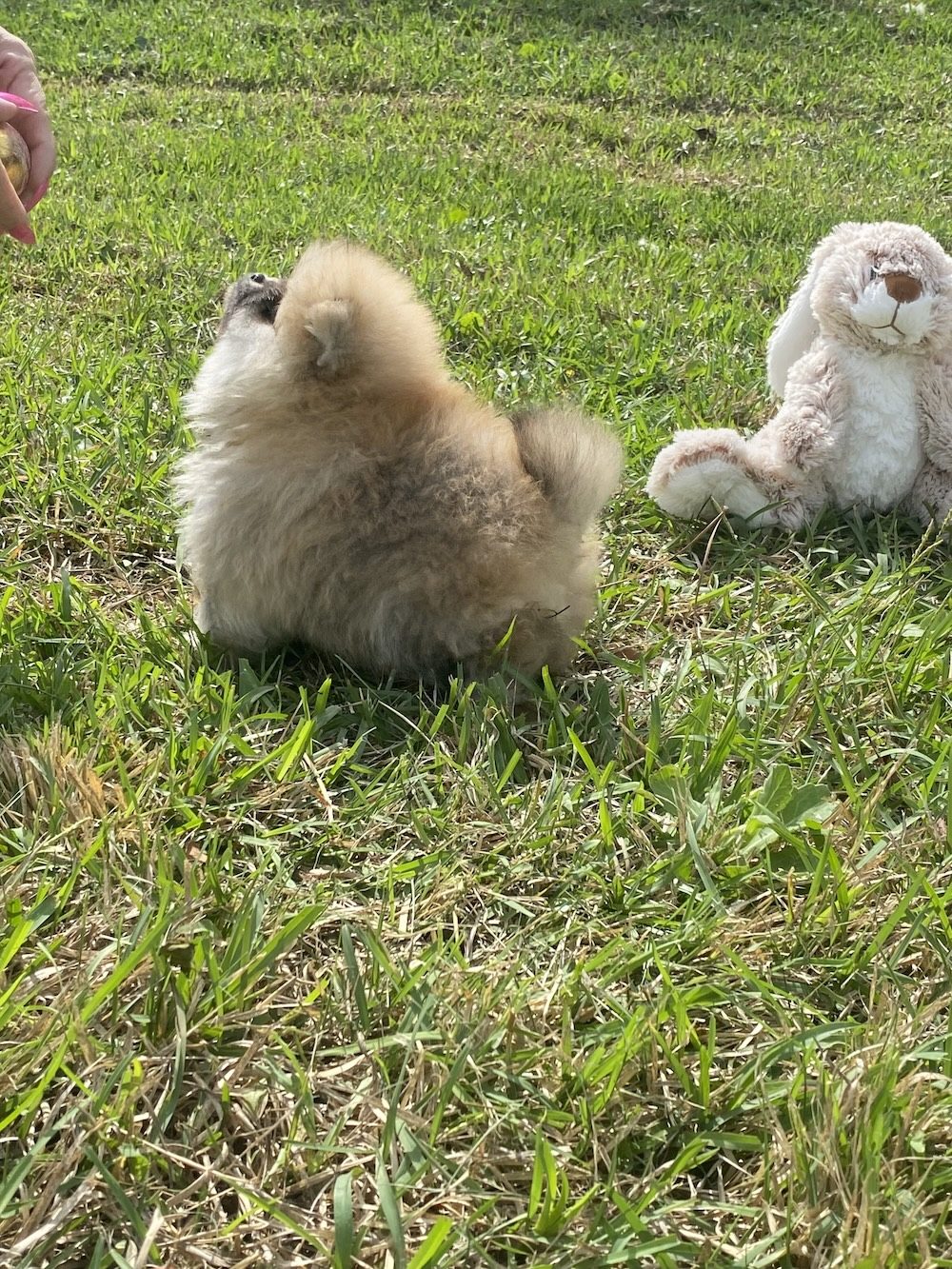 Bourlet Pomeranians Pomeranian photo