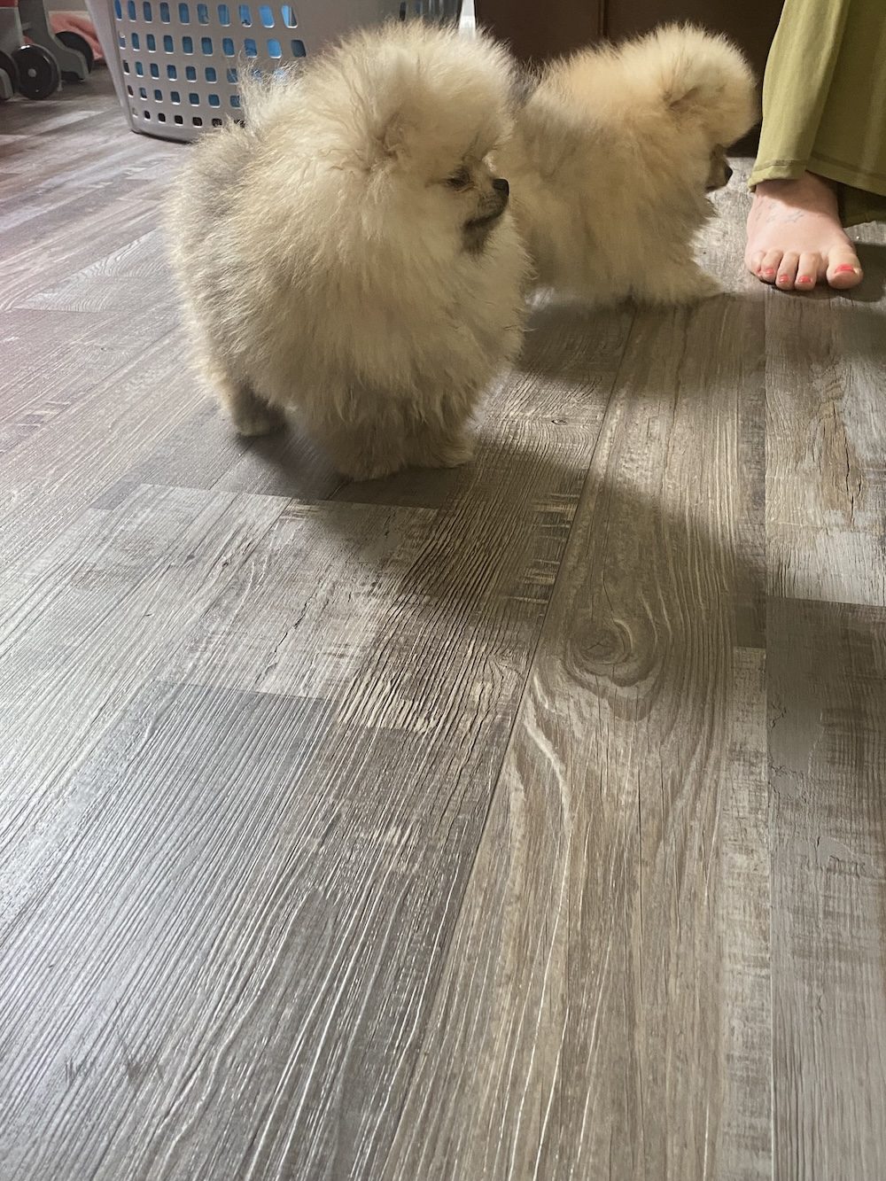 Bourlet Pomeranians Pomeranian photo