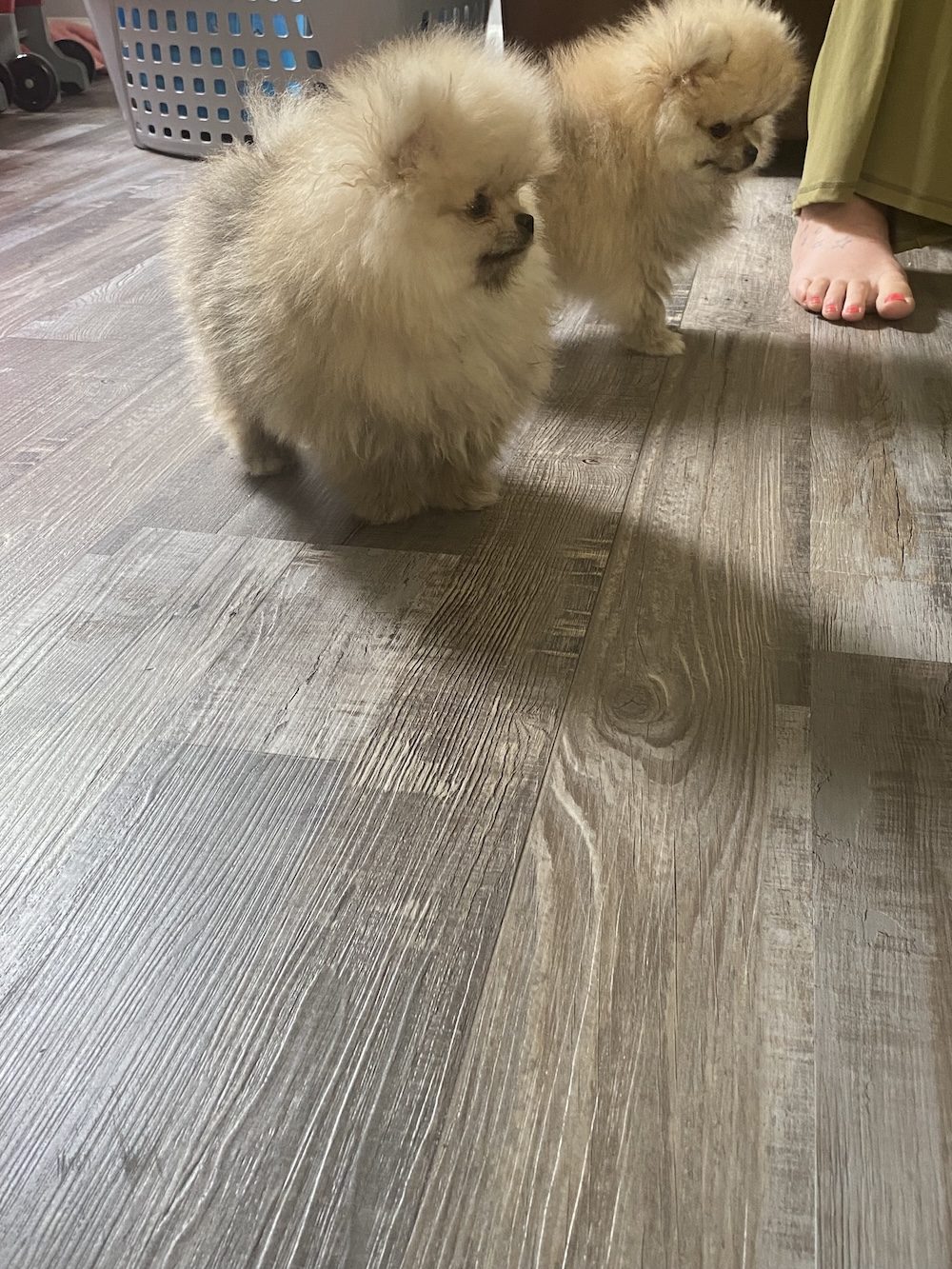 Bourlet Pomeranians Pomeranian photo