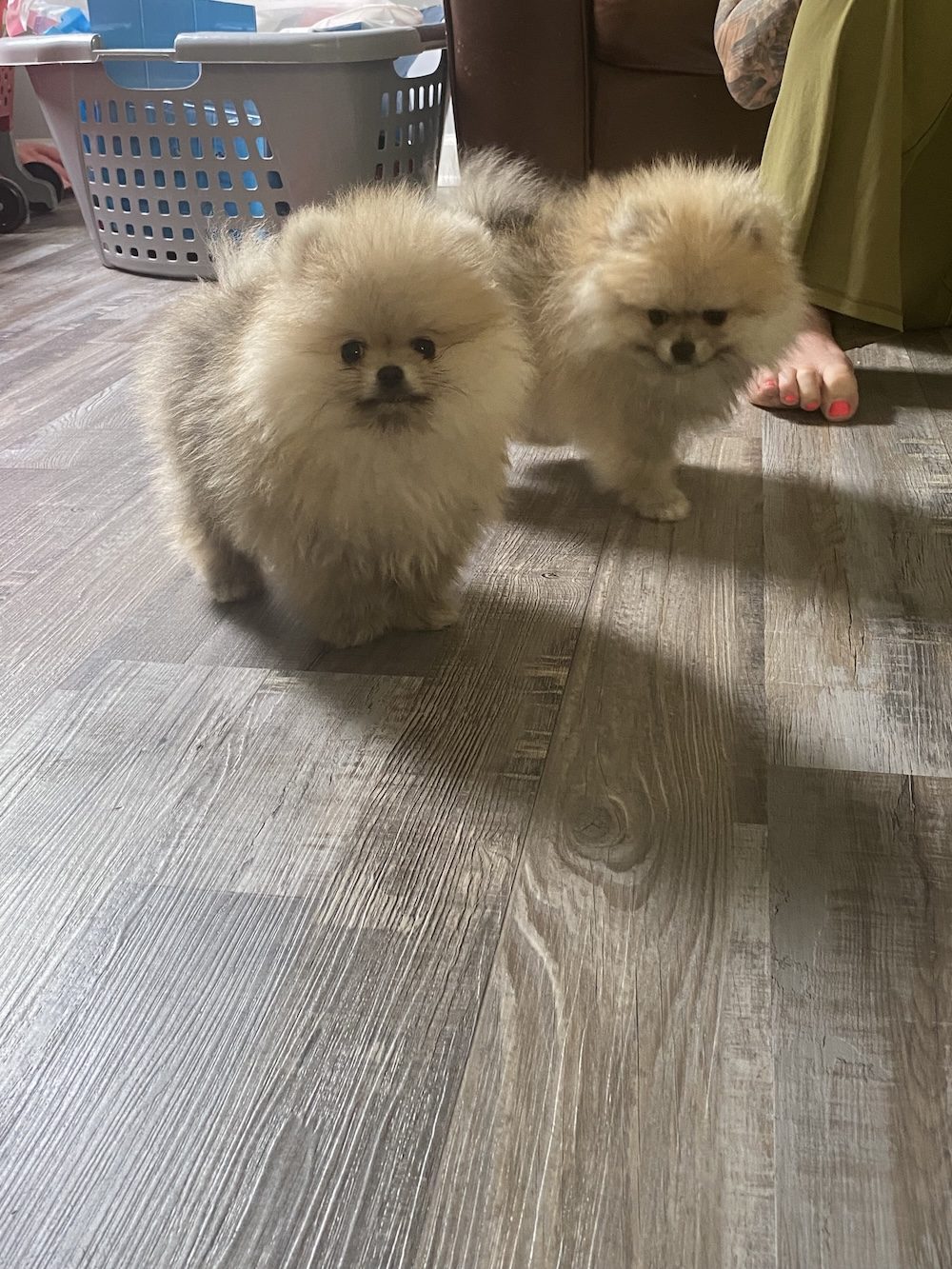 Bourlet Pomeranians Pomeranian photo